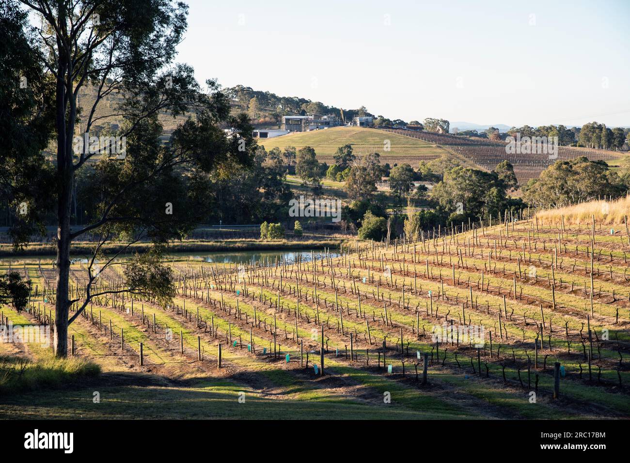 Hunter Valley, NSW, Australia Stock Photo Alamy