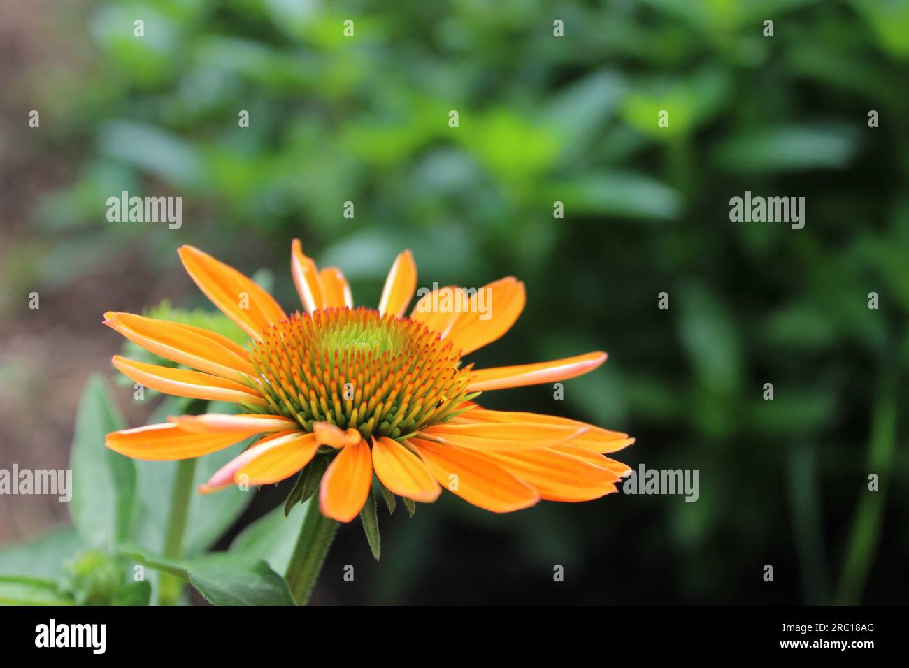 Vibrant flower photography hi-res stock photography and images - Alamy
