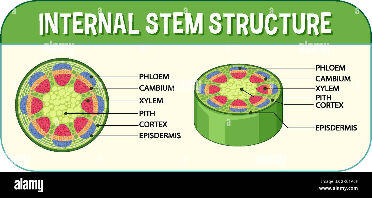 Internal structure of stem diagram illustration Stock Vector Image ...
