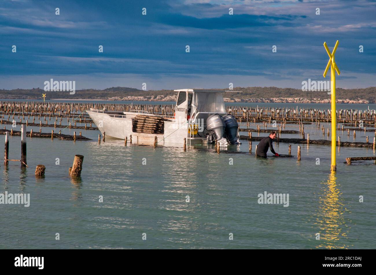 Oyster farming, Streaky Bay, South Australia Stock Photo Alamy