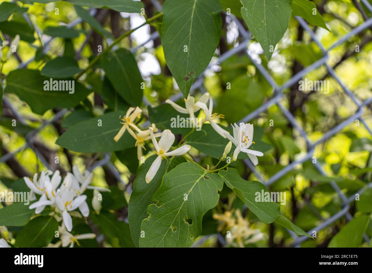White yellow honeysuckle flowers - blurred fence leaf background. Taken in Toronto, Canada. Stock Photo