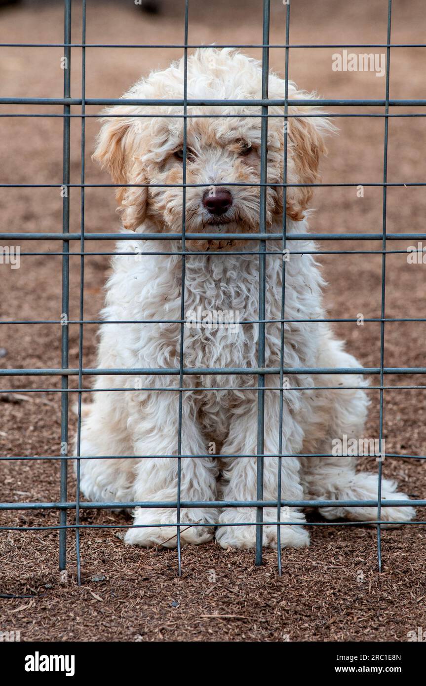 Labradoodle, labrador poodle crossbred puppies at a puppy farm in ...