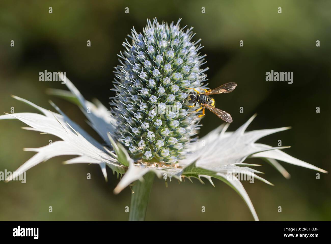 Clay wasp (Ancistrocerus) on man litter (Eryngium giganteum), Emsland