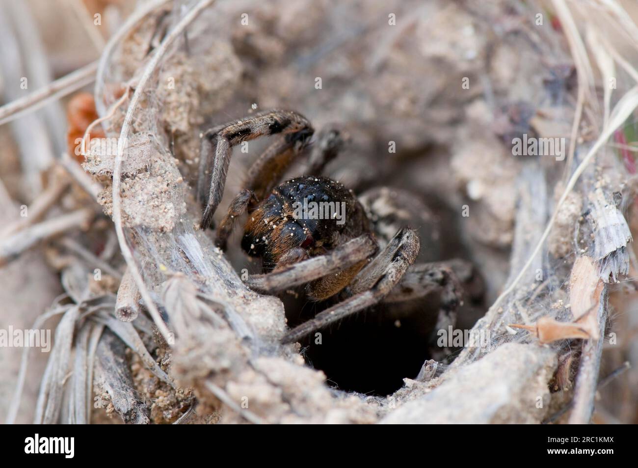 Southern Russian tarantula (Lycosa singoriensis), waiting in tube, Greece Stock Photo