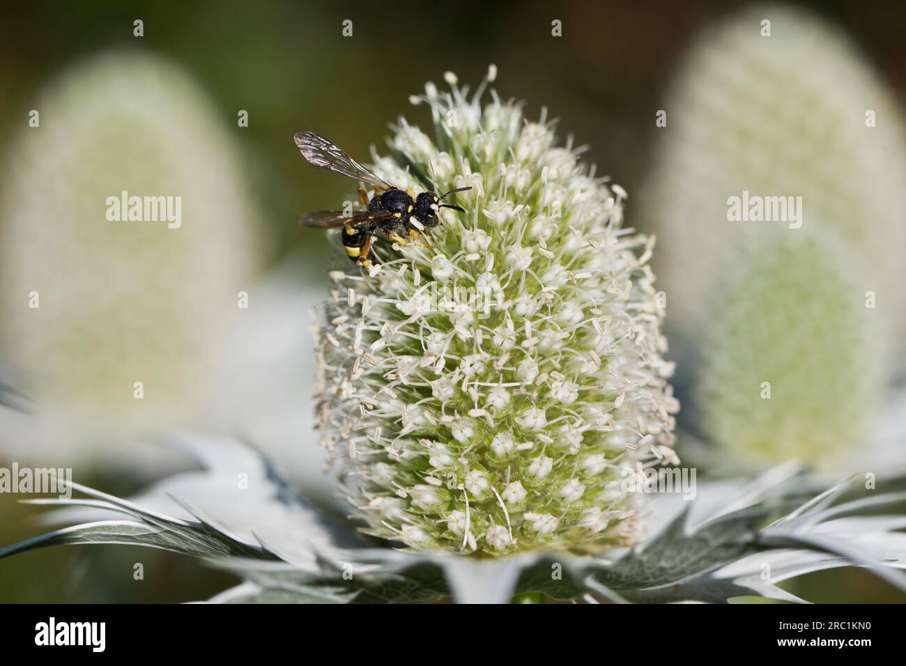 Clay wasp (Ancistrocerus) on man litter (Eryngium giganteum), Emsland