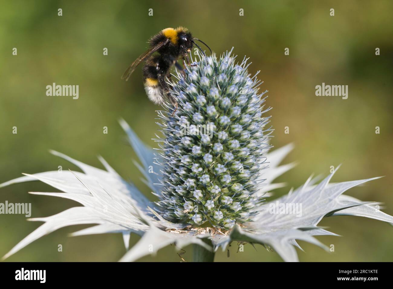 Large ground bumblebee (Bombus magnus flavoscutellaris) on man litter (Eryngium giganteum), Emsland, Lower Saxony, Germany Stock Photo