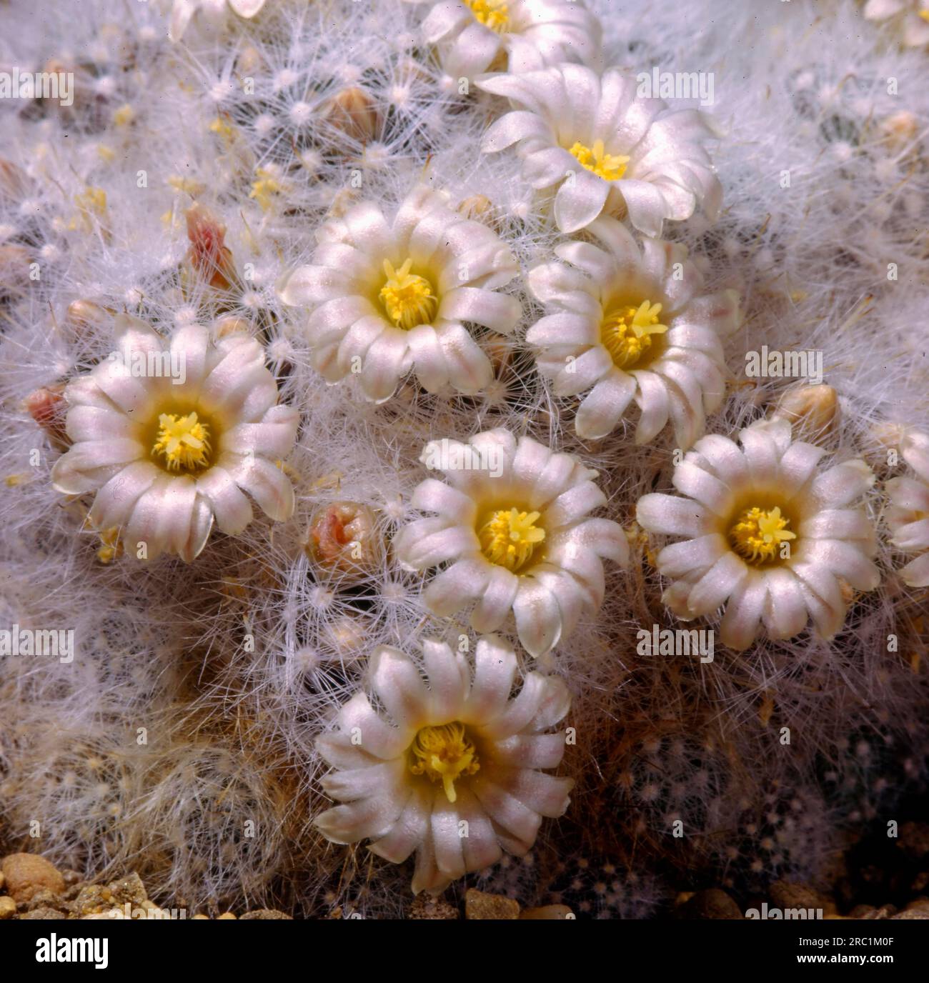 Mammillaria glassii hi-res stock photography and images - Alamy