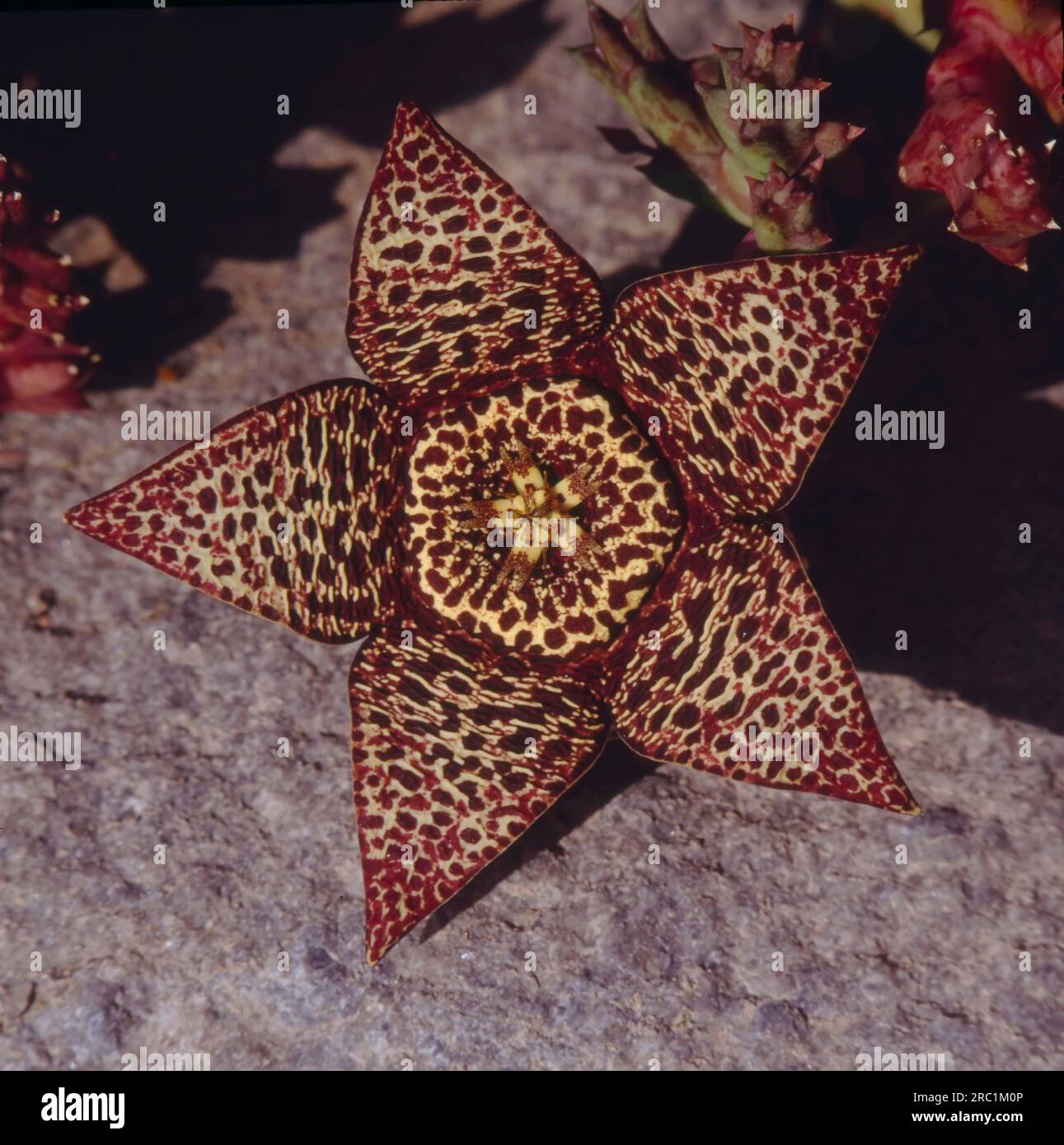 Star flower (Orbea variegata) Stock Photo