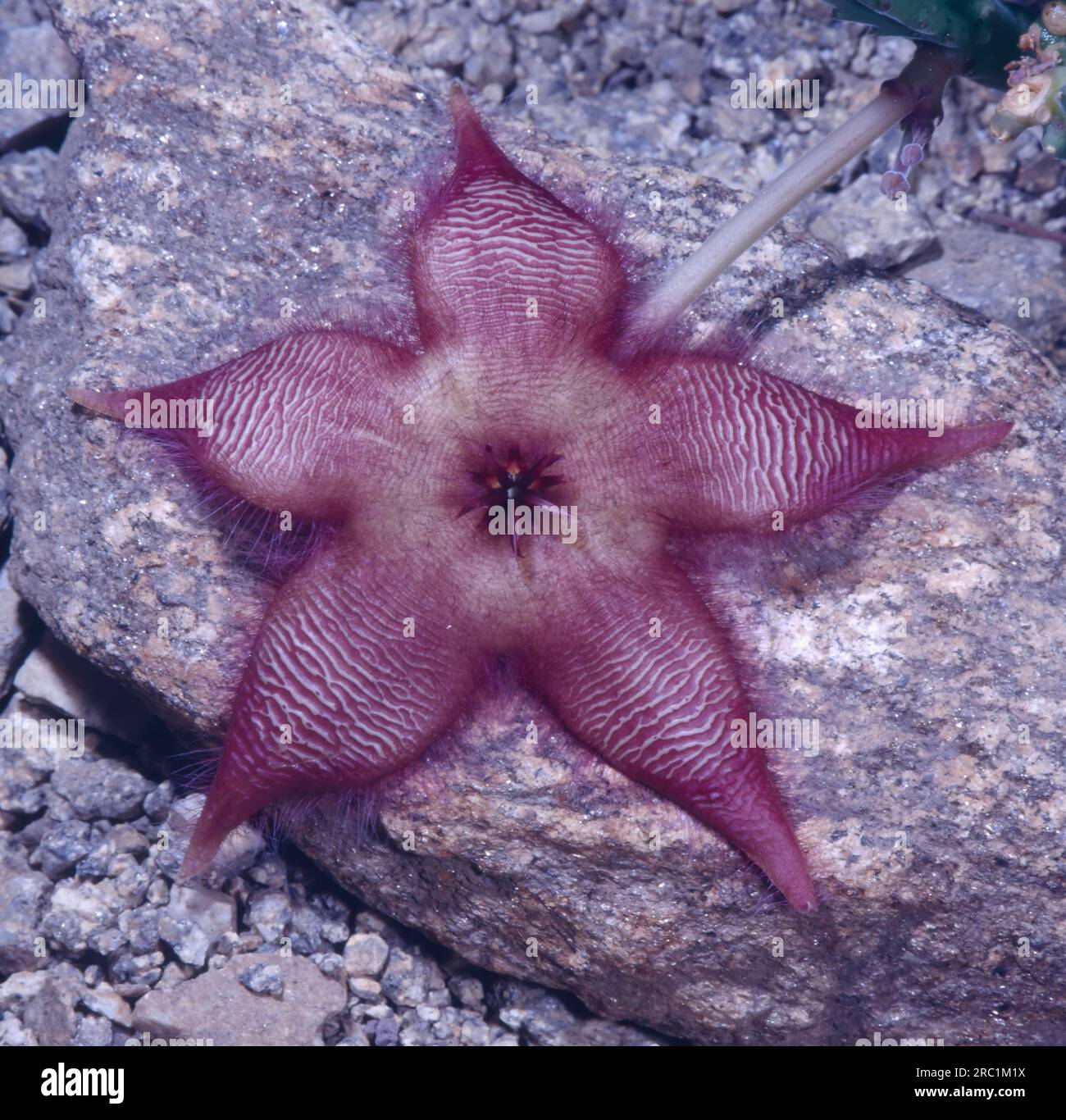 Star flower (Orbea variegata), stapelia flower Stock Photo