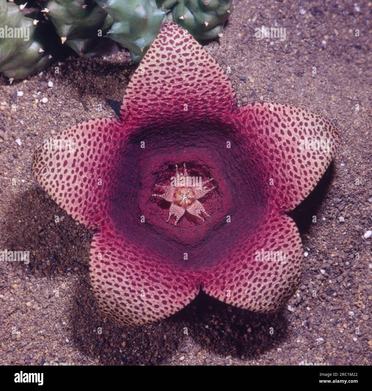 Carrion flower Tavaresia Hybride Asclepiadaceae Stock Photo Alamy