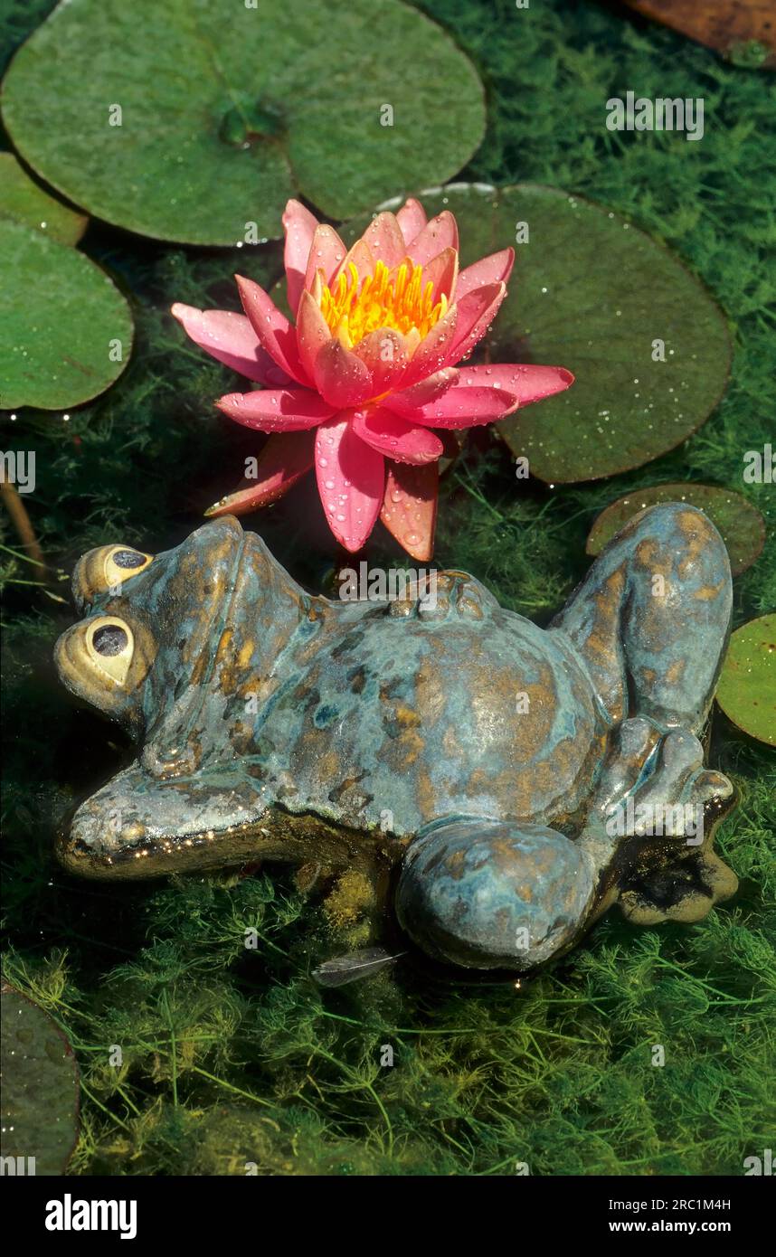 Frog sculpture with pink water-lily (Nymphaea rubra) Stock Photo