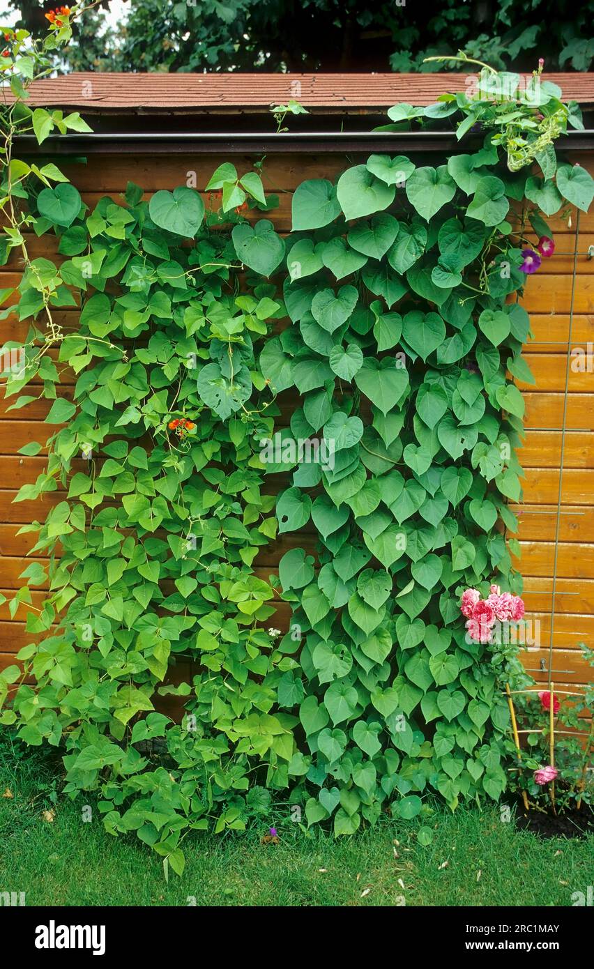 Garden House with Flowers and Vineswith Fire Beans and Winch Stock Photo