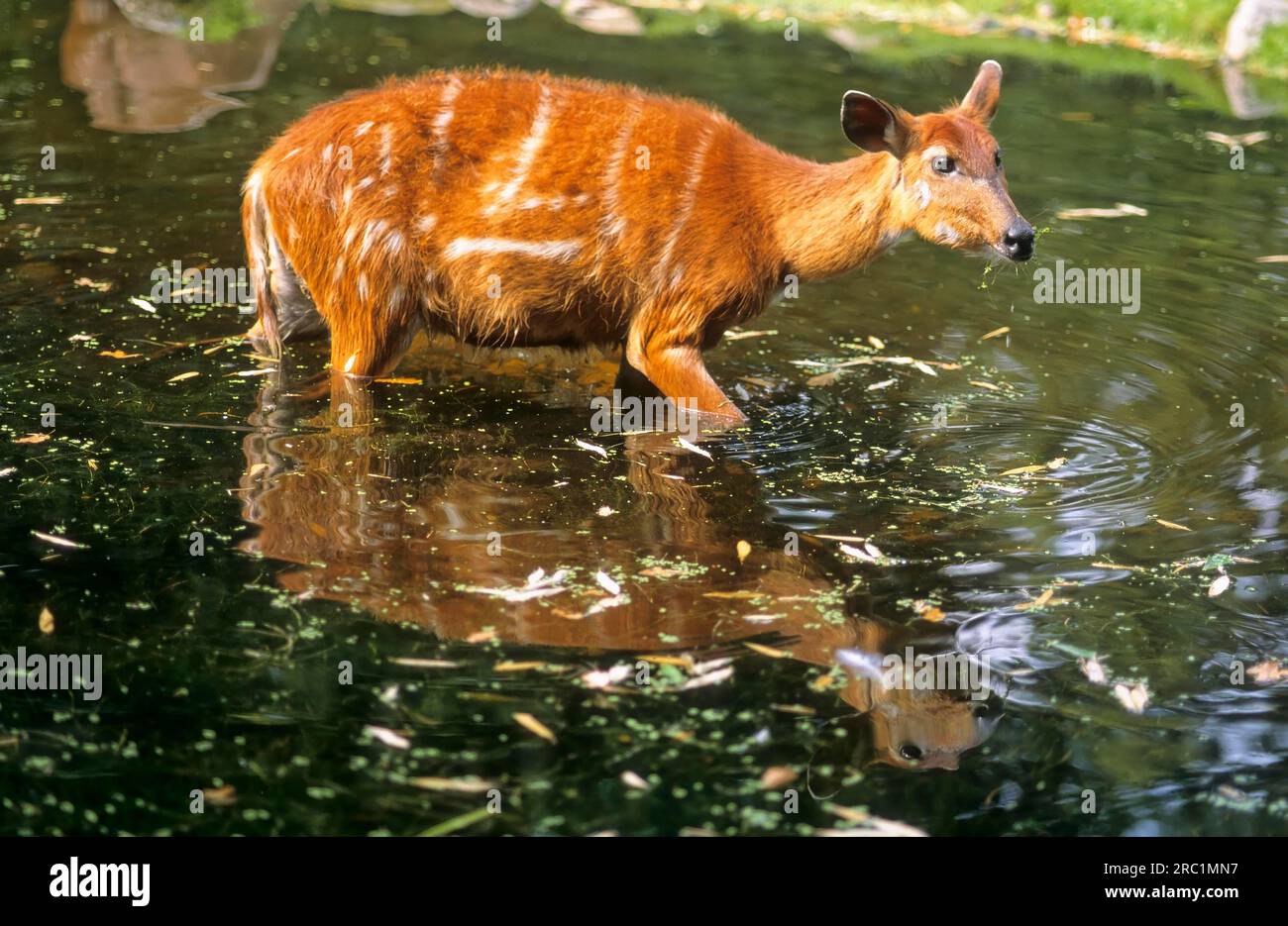 African woodbuck Sitatunga, Rheine Zoo Stock Photo - Alamy