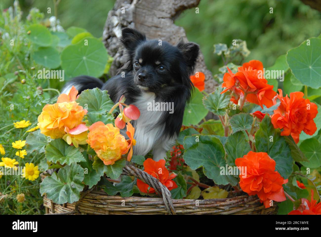 Chihuahua, male, longhair tricolour, standing between flowering begonia, FCI Standard No. 218, long-coated, standing between flowering domestic dog Stock Photo