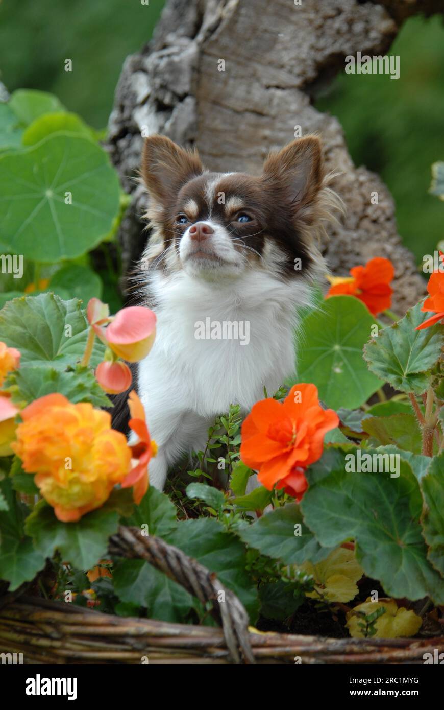 Young Chihuahua, 7 months old, male, longhair, Chocolate tan with white, pied, sitting between flowering begonia, portrait, FCI Standard No. 218 Stock Photo