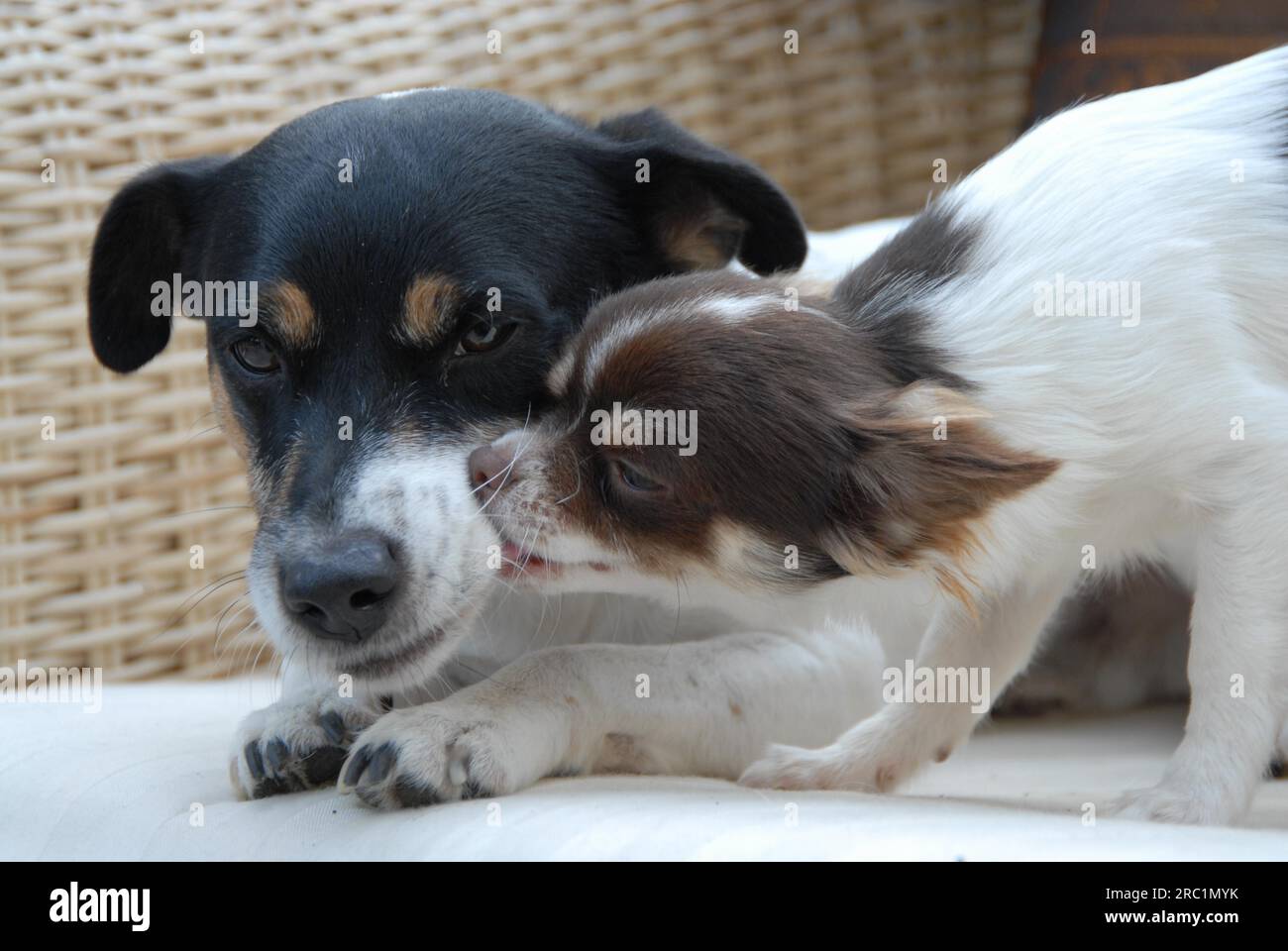 Chocolate and tan store jack russell