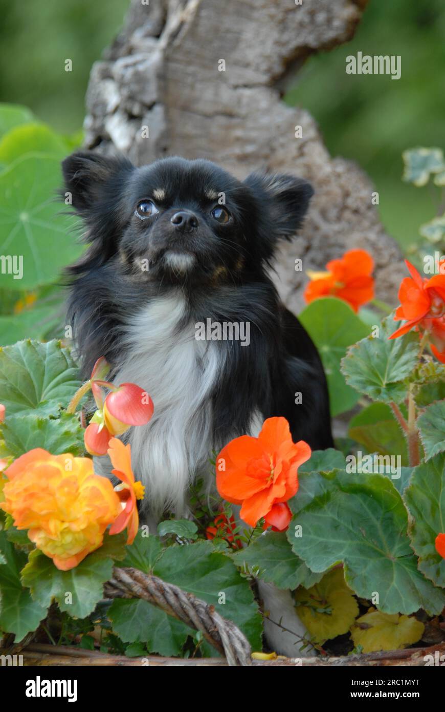 Chihuahua, male, long-coated tricolour, sitting between flowering begonia, portrait, FCI Standard No. 218, long-coated, sitting between flowering Stock Photo