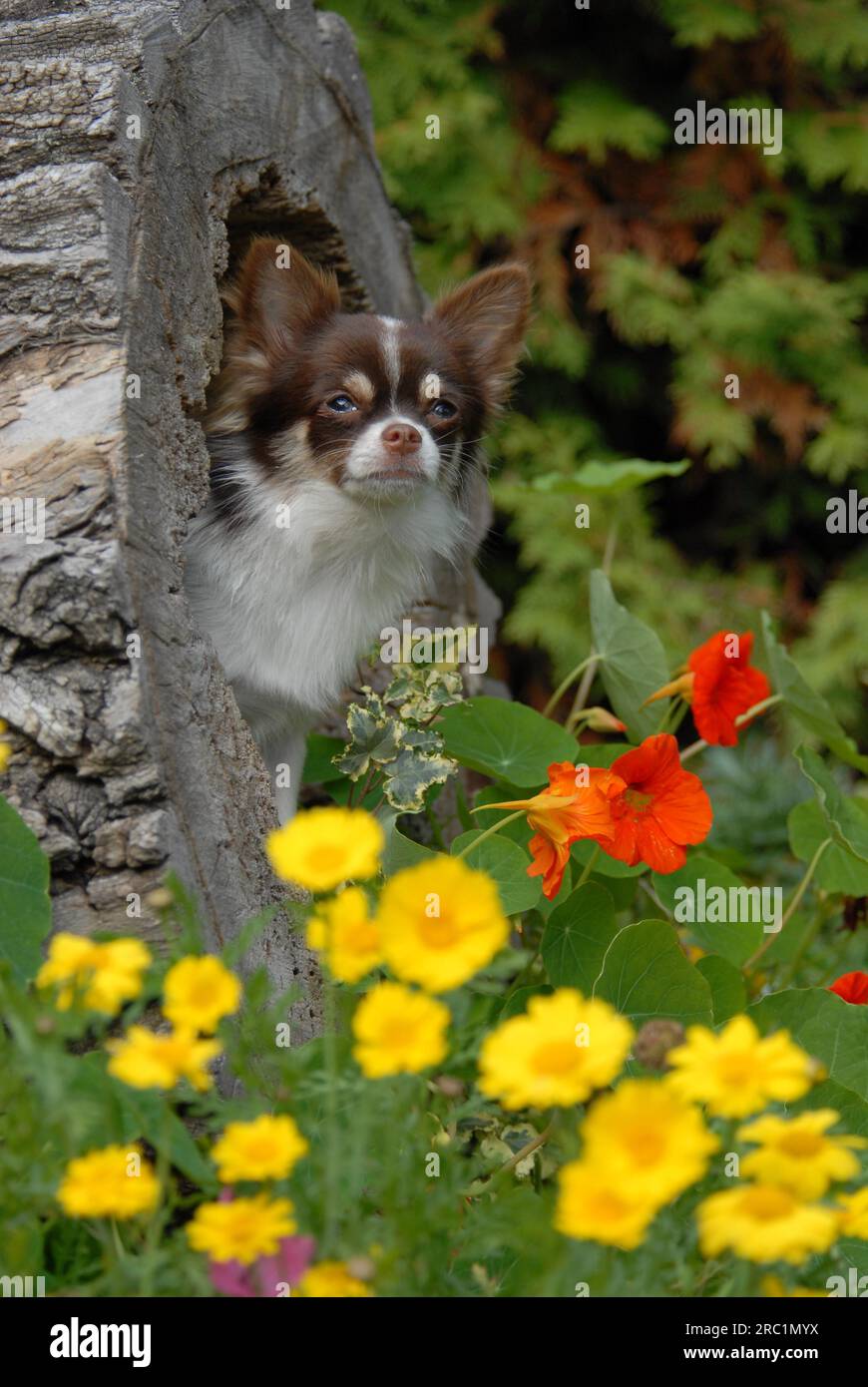 Young Chihuahua, 7 months old, male, longhair, chocolate tan with white, pied, in a hollow log, FCI Standard No. 218, Chihuahua, 7 months old Stock Photo