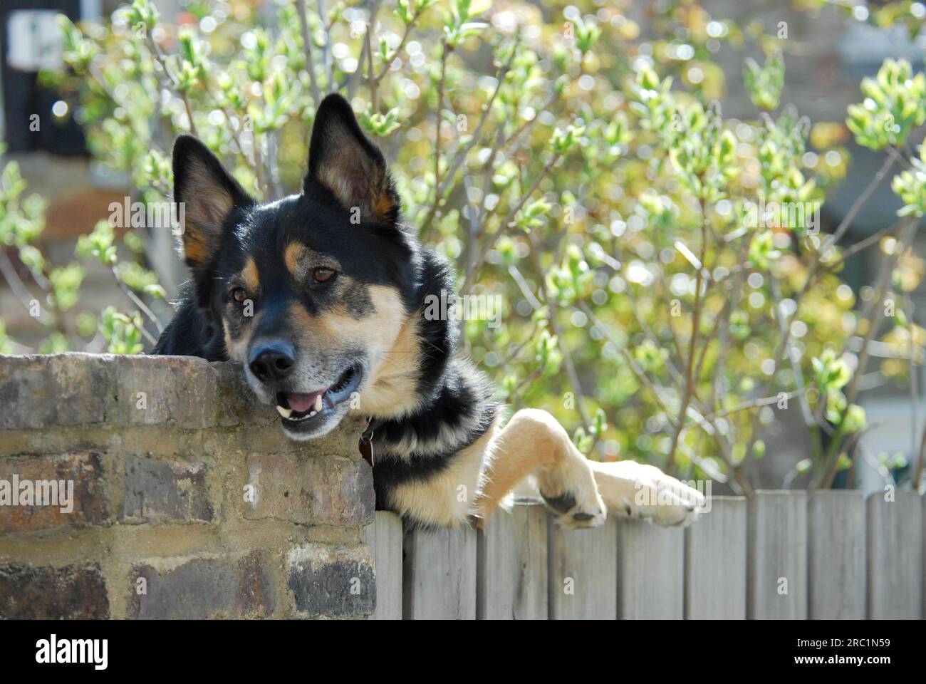 German shepherd (canis lupus familiaris) mixed breed, leaning over a fence, German shepherd mixed breed, leaning on a fence Stock Photo