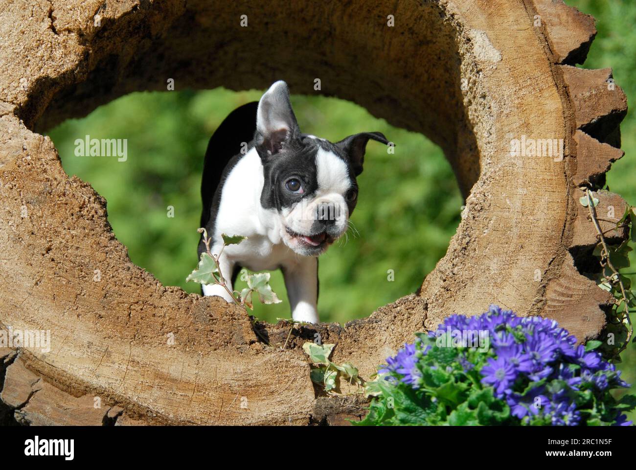 Boston Terrier, puppy, 12 weeks old, female, Black marked with white, standing in a hollow log, American Dog Breed, FCI, Standard No. 140, whelp, 12 Stock Photo