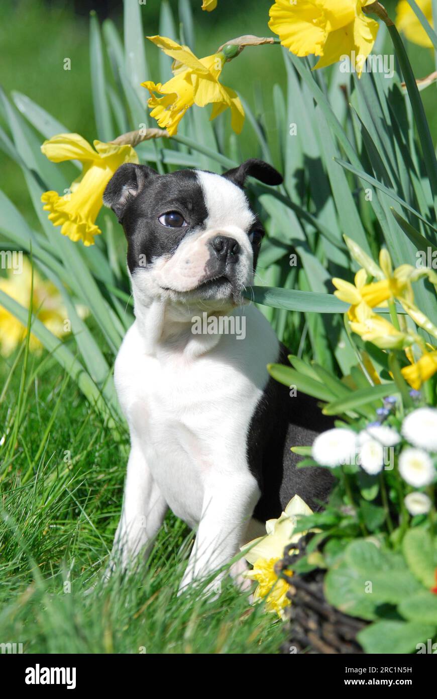 Boston Terrier, puppy, 12 weeks old, female, Black marked with white, sitting in front of daffodils (Narcissus), American Dog Breed, FCI, Standard Stock Photo