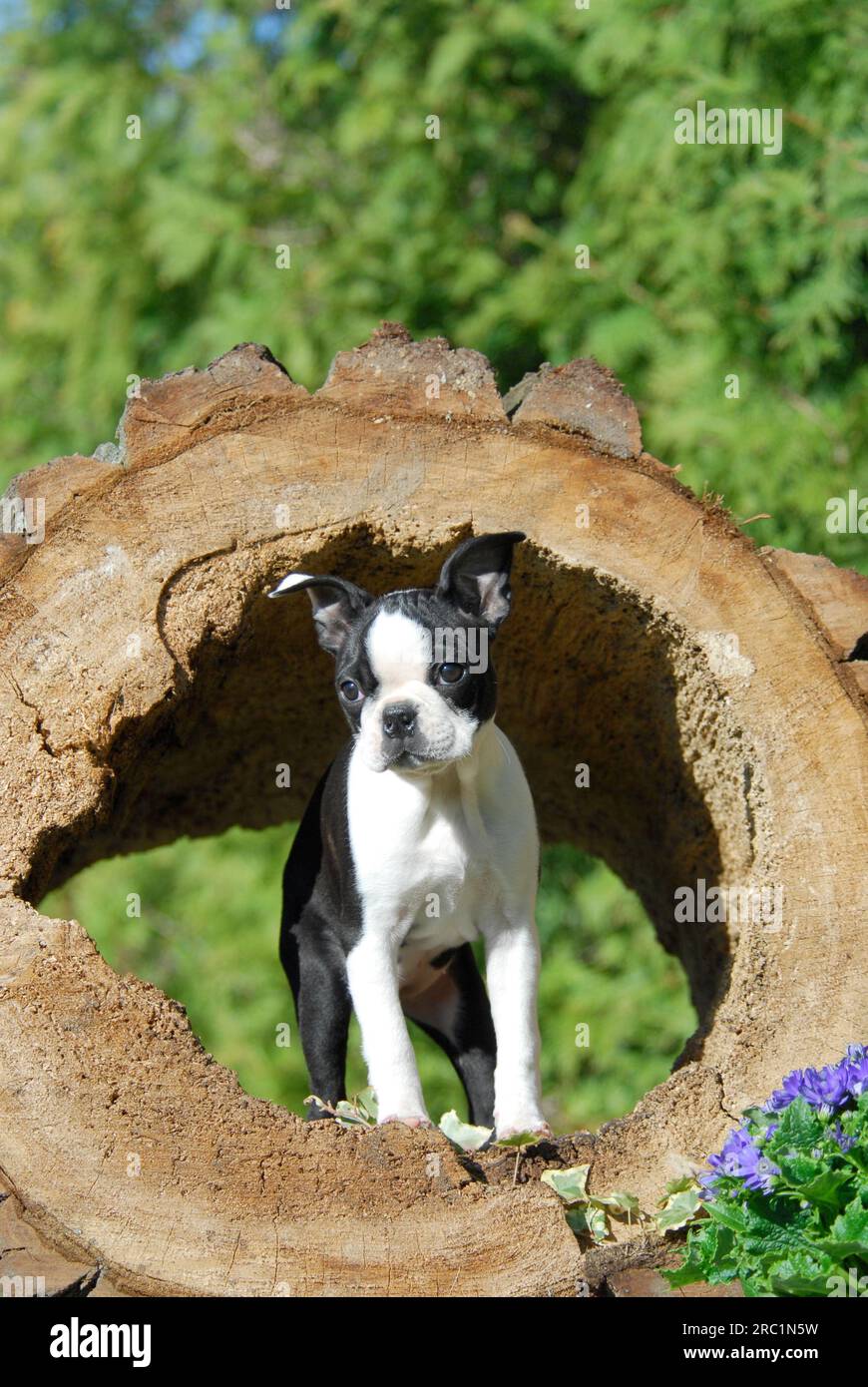 Boston Terrier, puppy, 12 weeks old, female, Black marked with white, standing in a hollow log, American Dog Breed, FCI, Standard No. 140, whelp, 12 Stock Photo