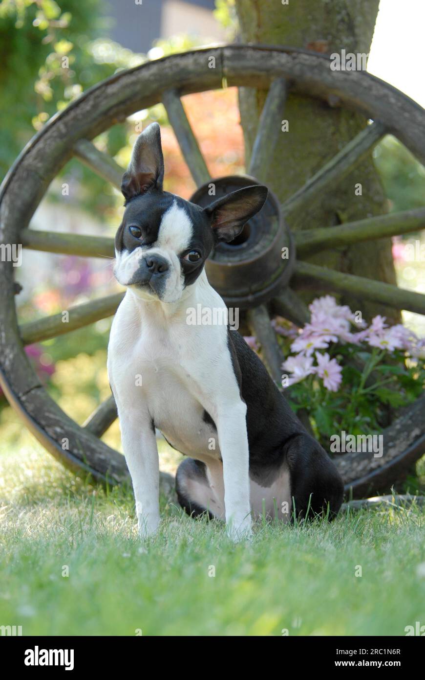 7 week sales old boston terrier