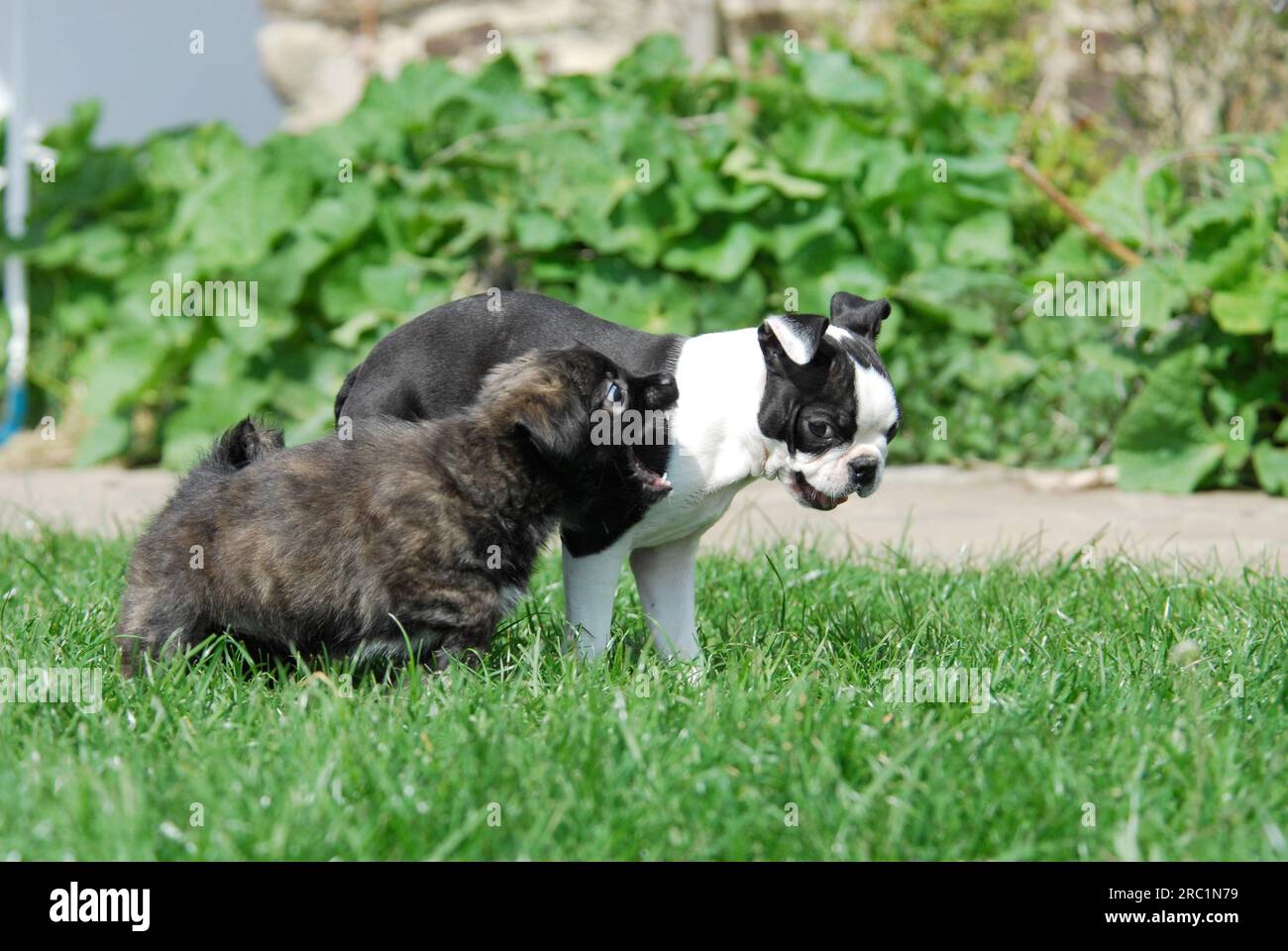 Two puppies, Boston Terrier and mixed breed, play together, FCI, Standard No. 140, two whelps, Boston Terrier and mixed breed, play domestic dog Stock Photo