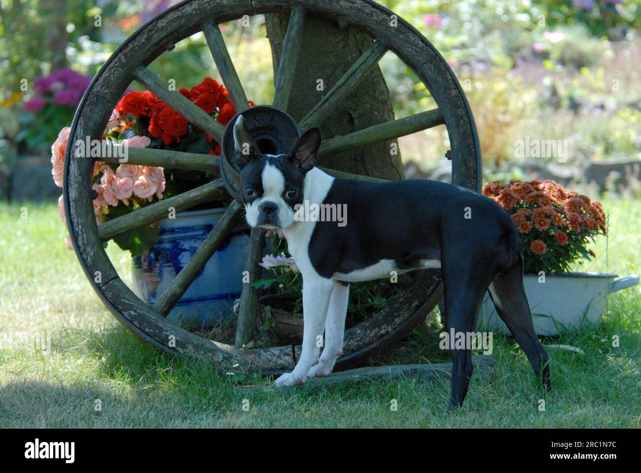 7 month sale old boston terrier
