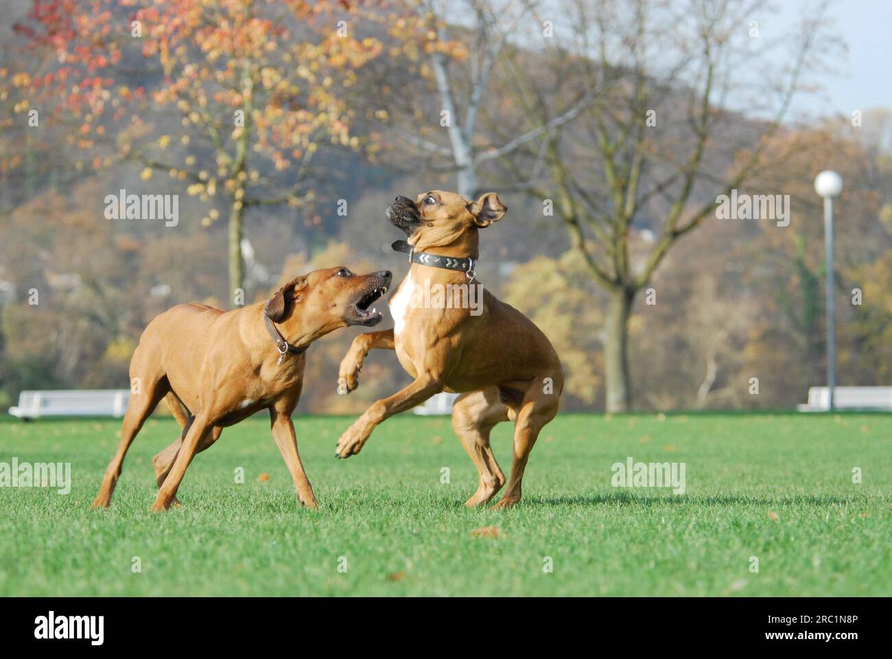 Rhodesian Ridgeback and German Boxer playing together in a meadow, FCI