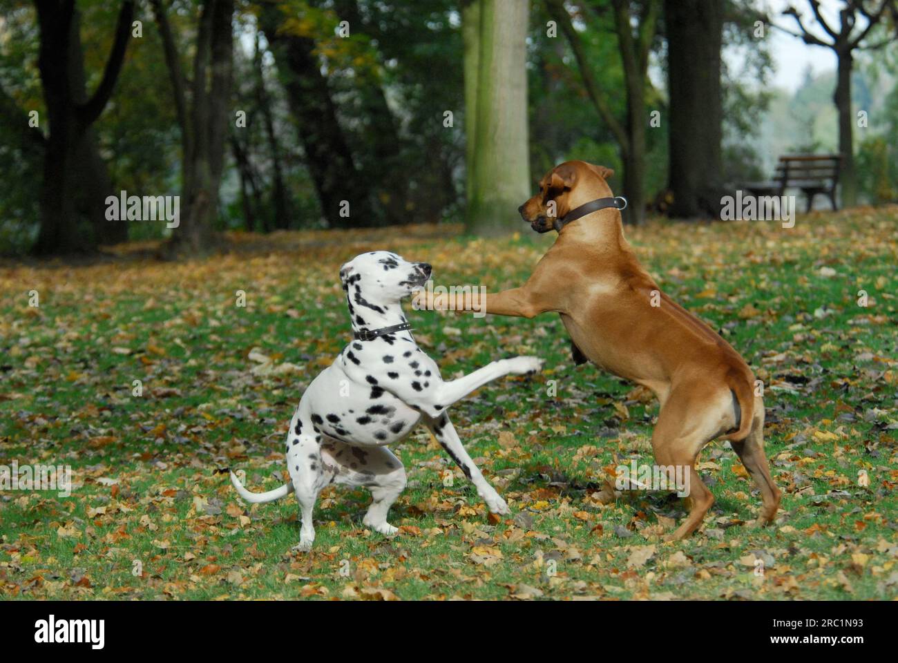 Rhodesian ridgeback dalmatian hi-res stock photography and images - Alamy