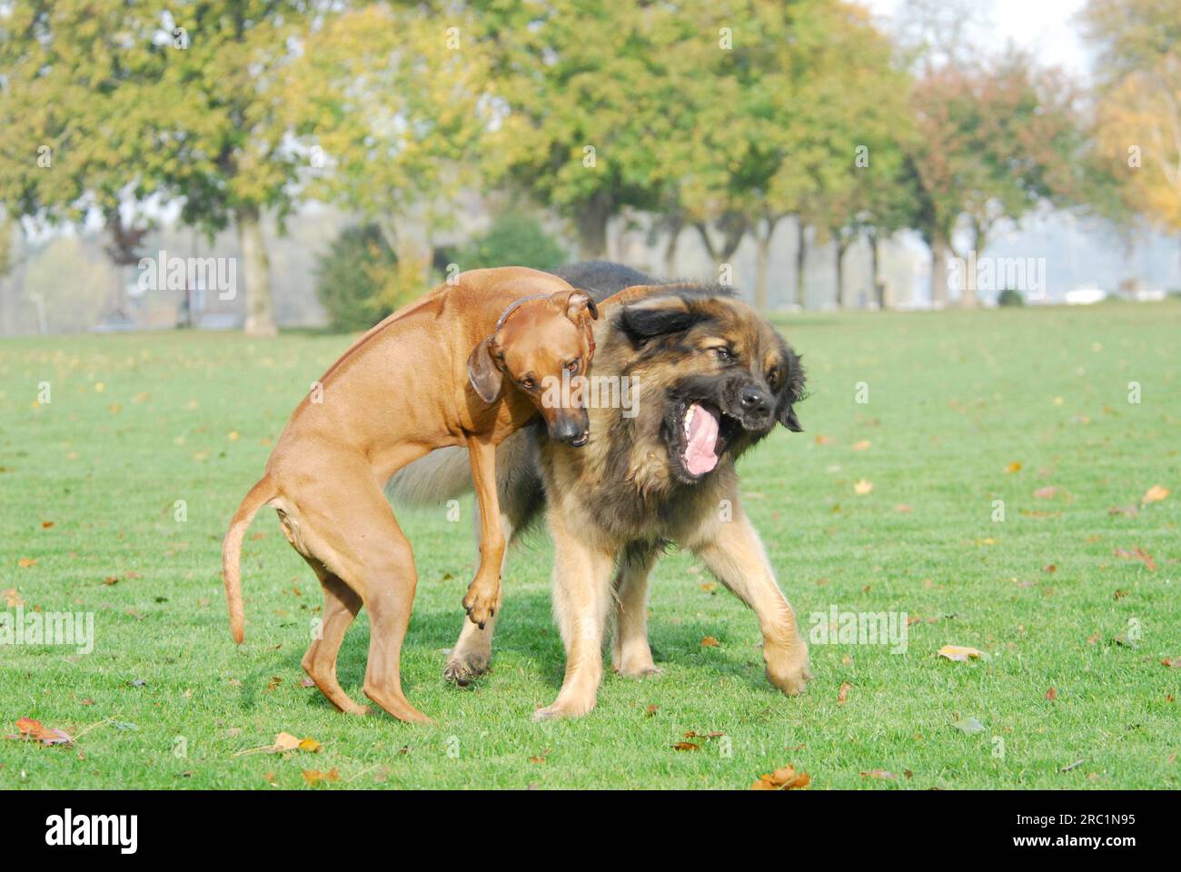 Rhodesian Ridgeback and Leonberger playing together in a meadow, FCI ...