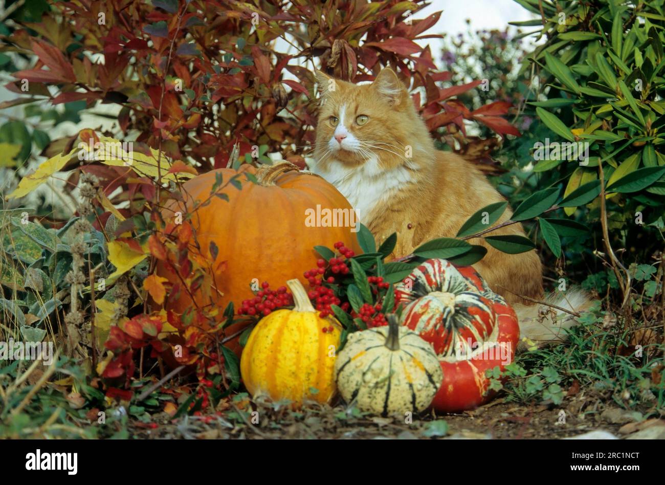 Domestic cat, tomcat between pumpkins in autumn Stock Photo