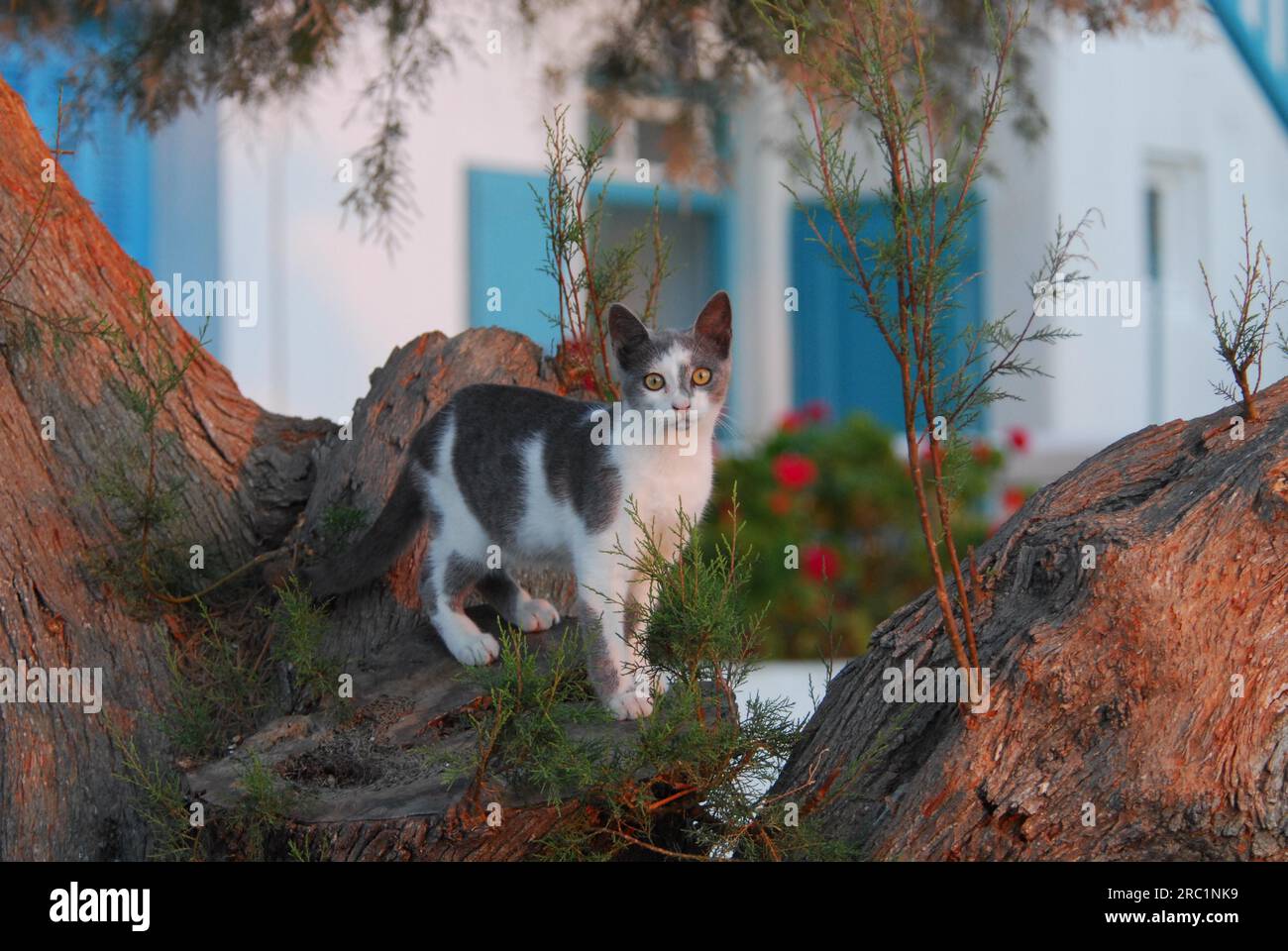 Domestic cat, Tortie and White, standing on an old Tamarix tree in a greek alleyway in the evening light, Cyclades, Greece Stock Photo