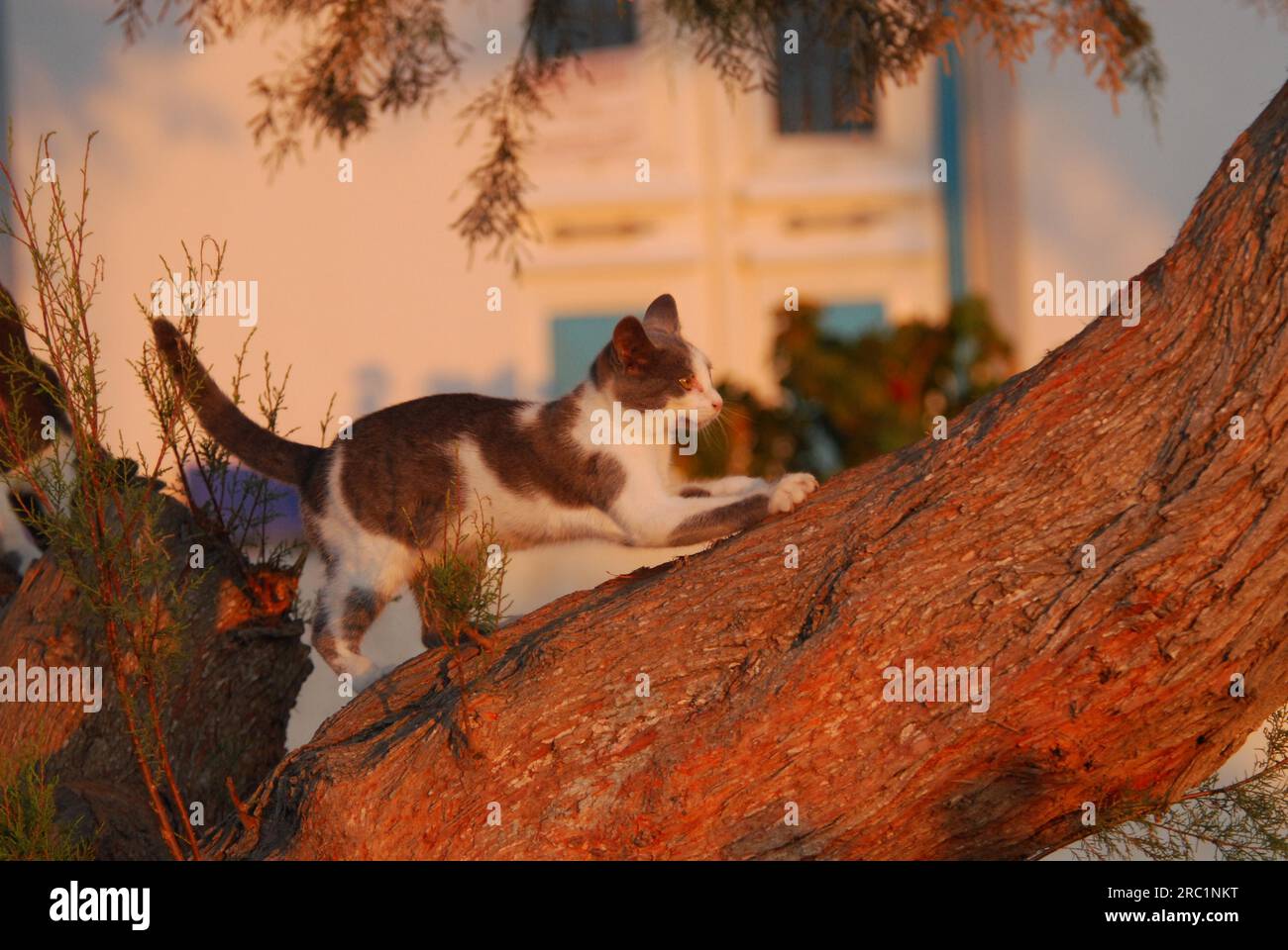 Domestic cat, Blue with white, scratching at an old Tamarix tree trunk in the evening light, Cyclades, Greece, Non-pedigree wildcat (felis Stock Photo