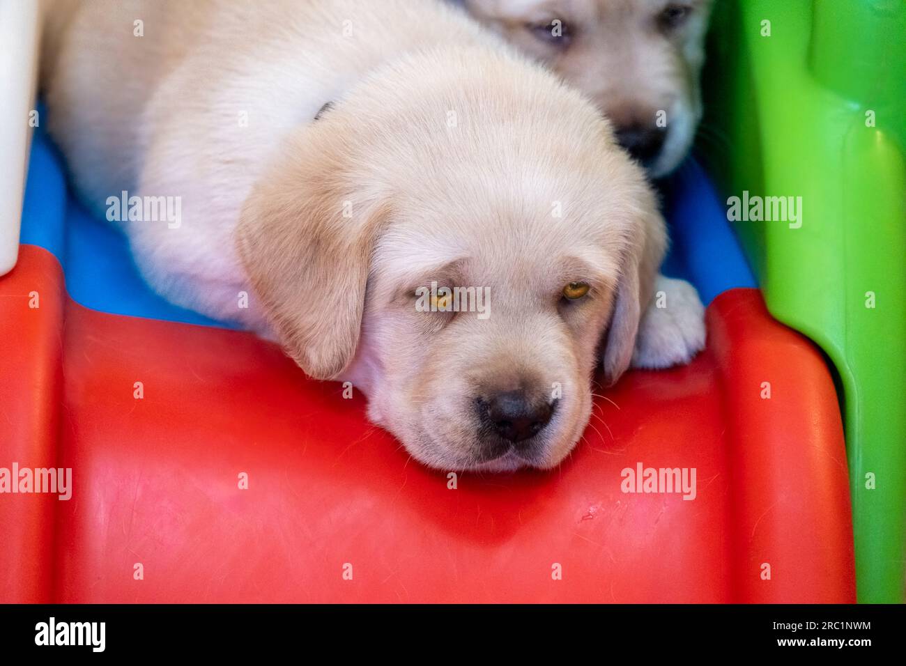 Golden Retriever Slides Golden Retriever Slides
