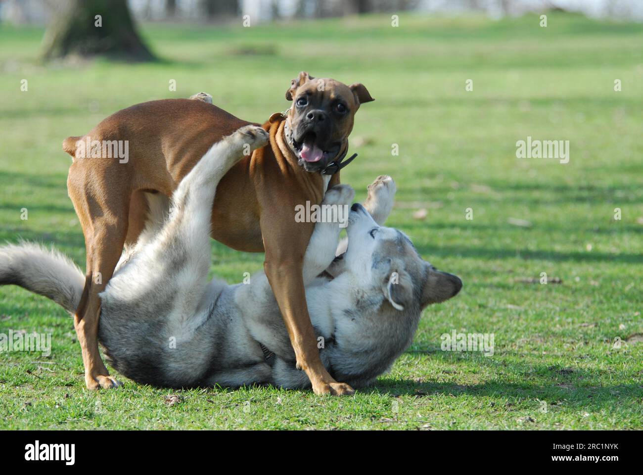 Boxer malamute hotsell