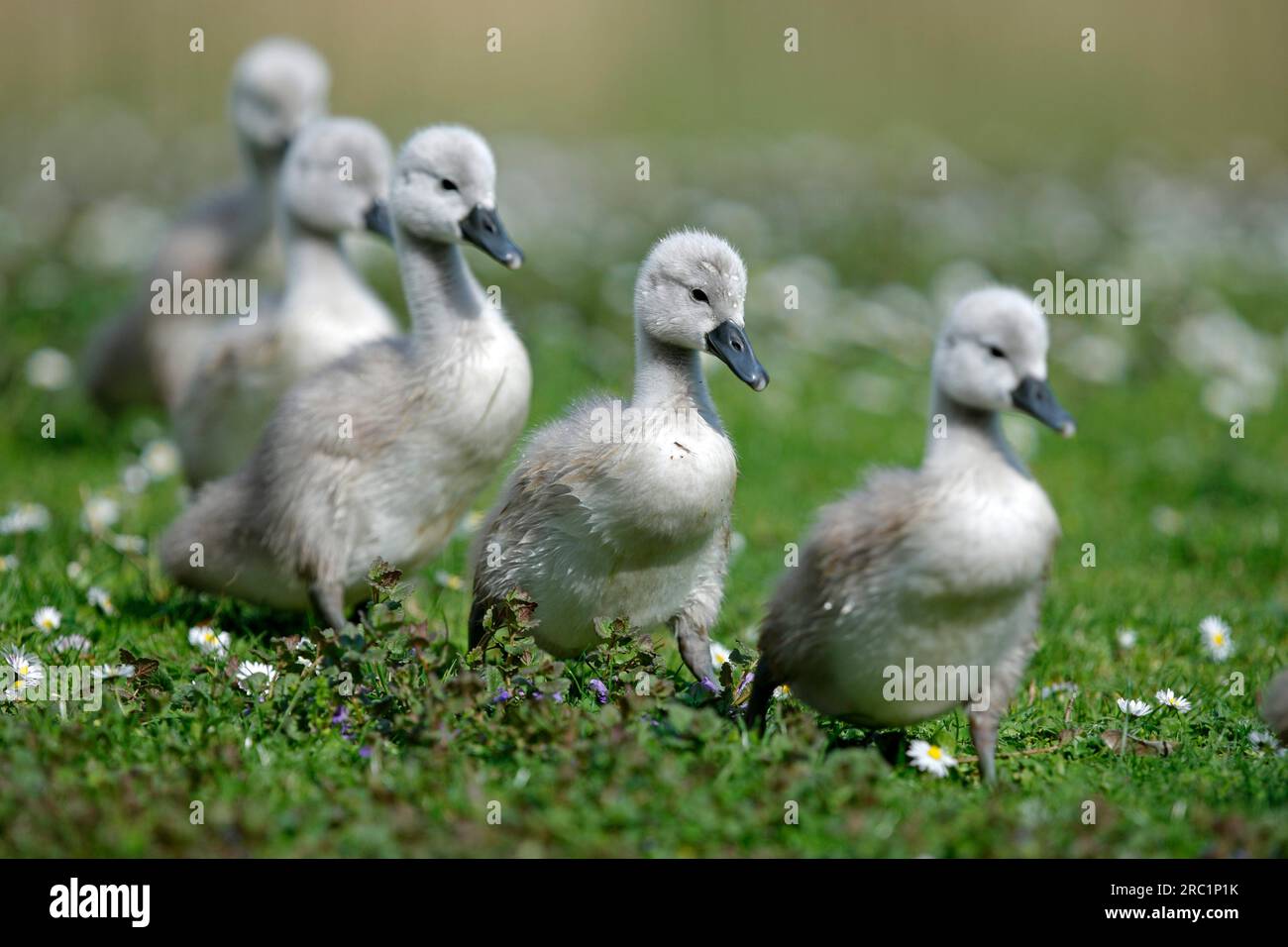 Mute Swan (cygnus olor), chick, Mute Swan, Germany, adult with chiks Stock Photo