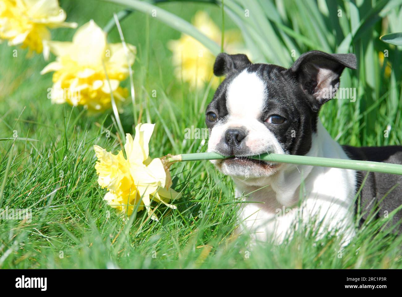 Boston Terrier, puppy, 12 weeks old, female, Black marked with white