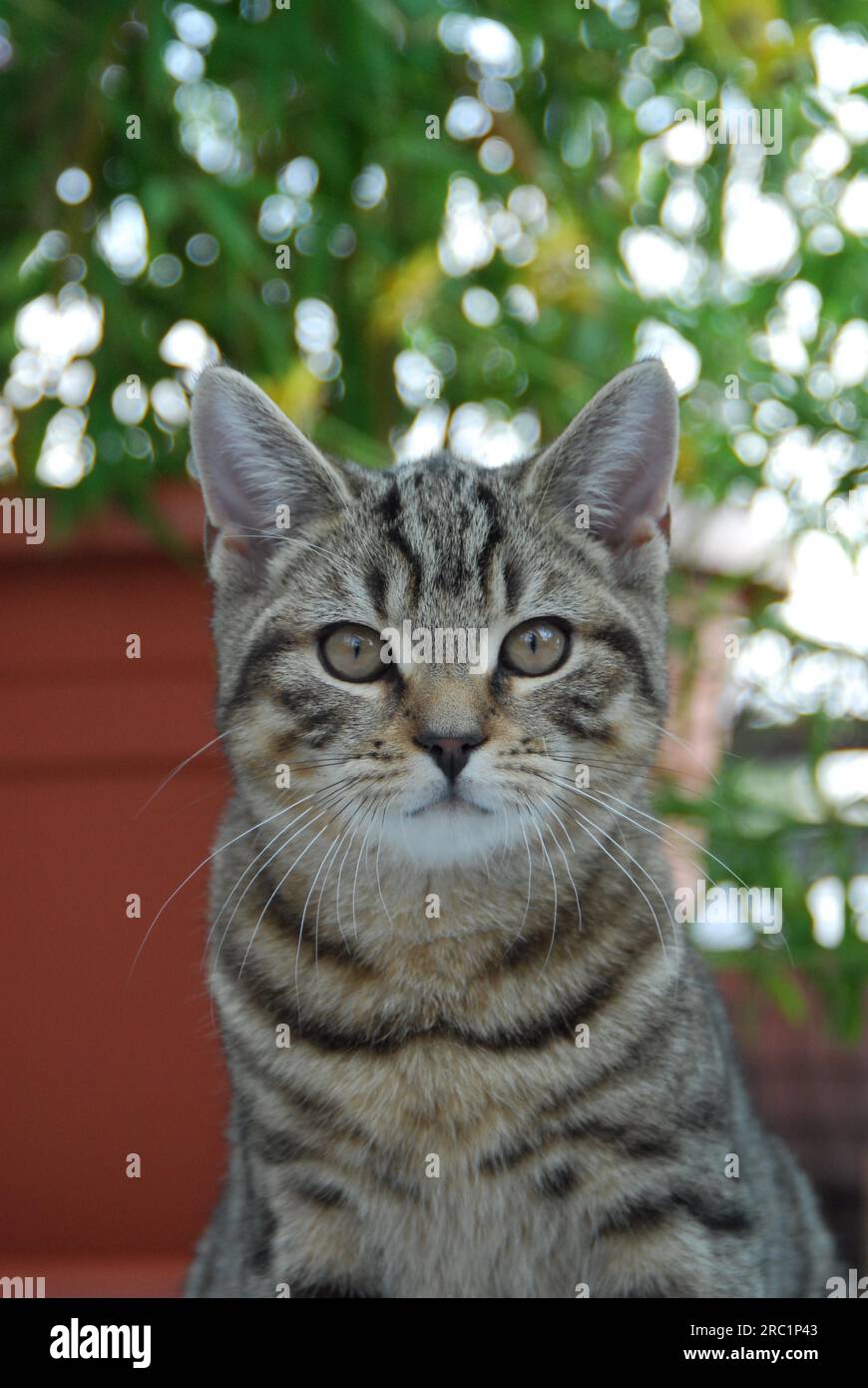 Young kitten, British Shorthair, Tabby, portrait, kitten, British
