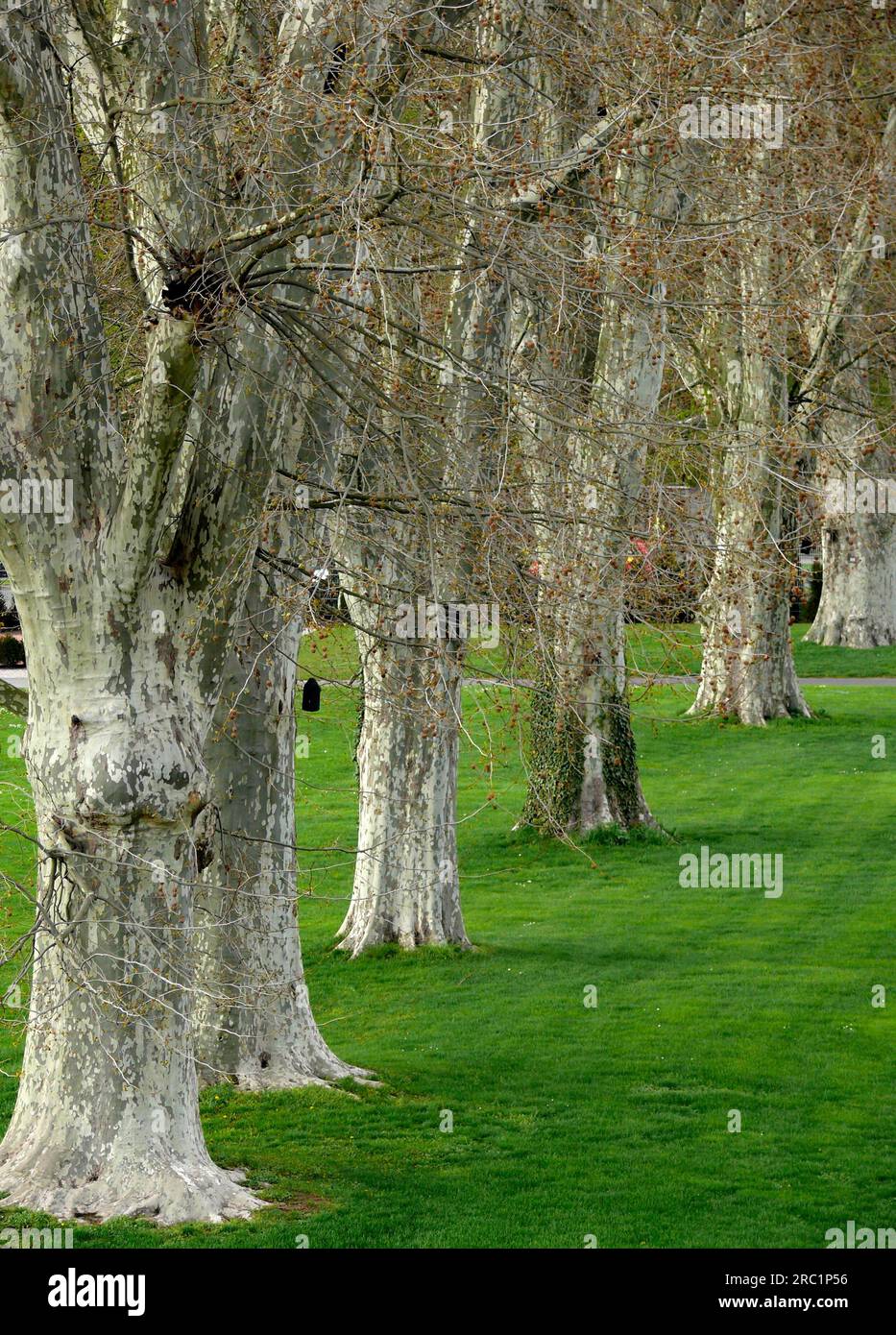 Avenue of plane trees Stock Photo