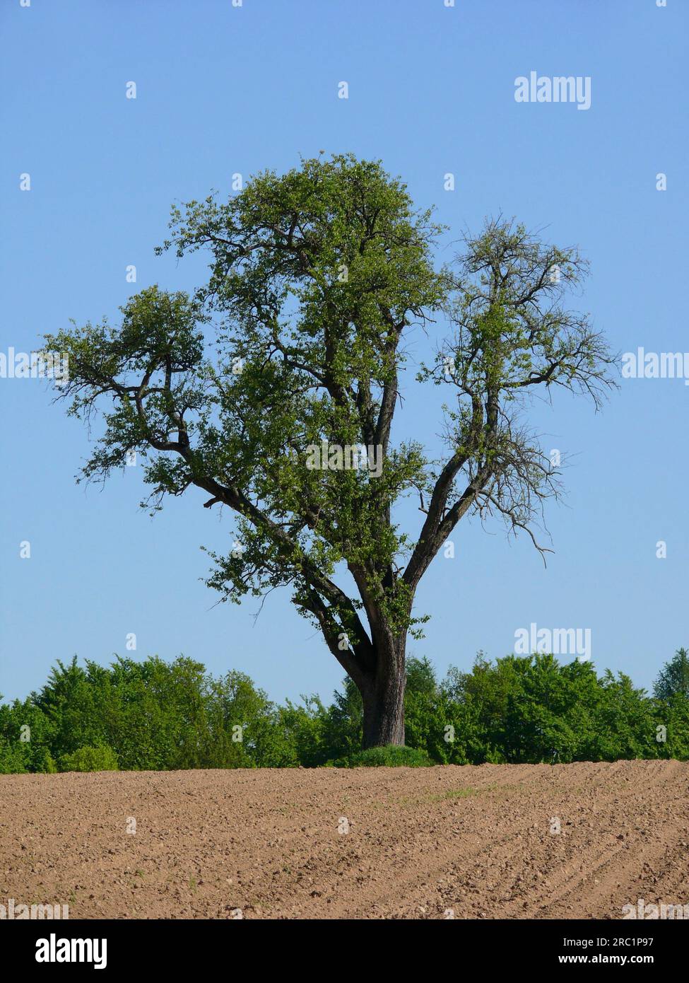 Spring, Landscape Stock Photo
