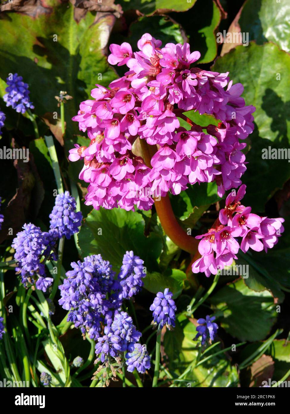 Bergenias with grape hyacinths Stock Photo