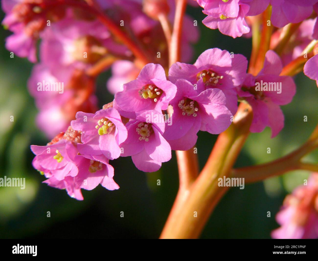 Bergenias flowering Stock Photo