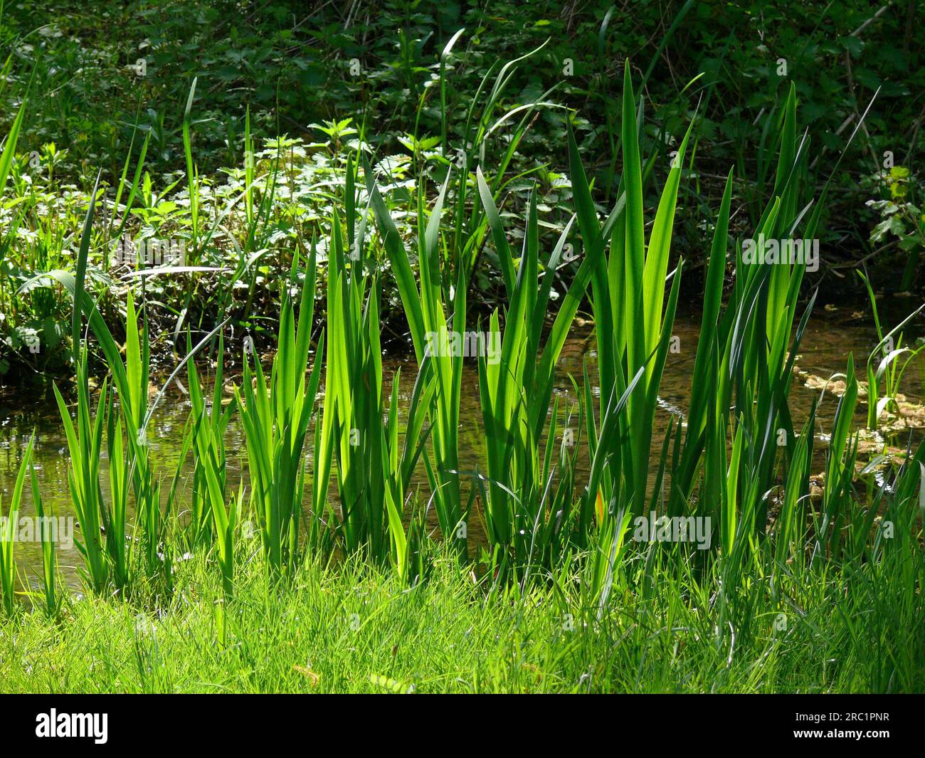Pond edge in spring Stock Photo - Alamy
