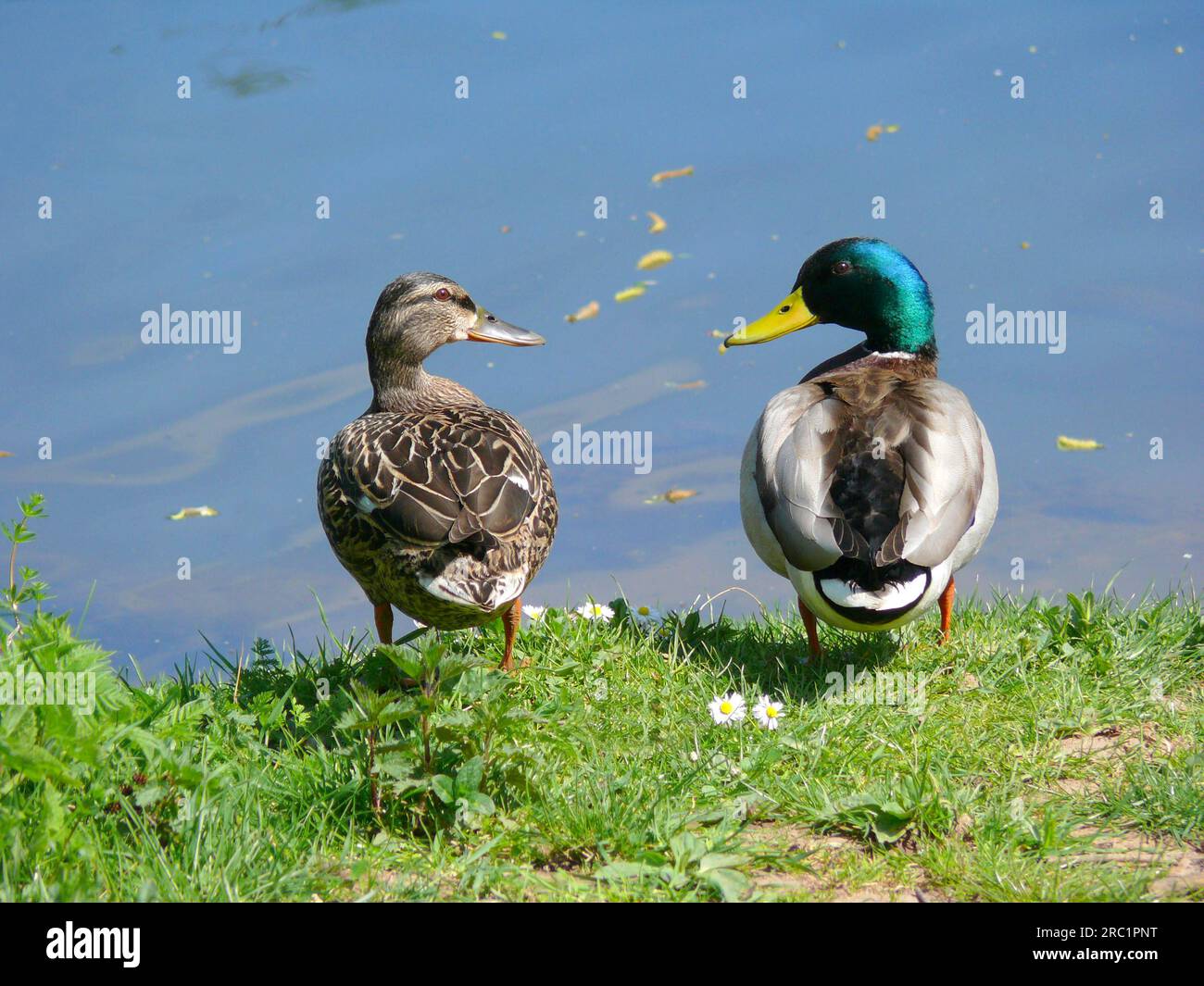 Pair of mallards at the water Stock Photo