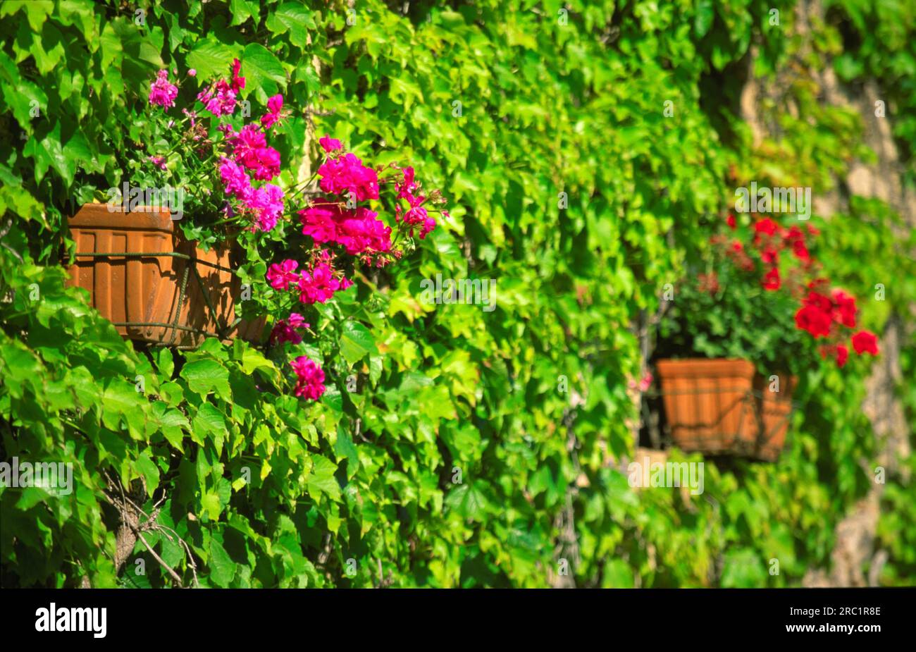 Geraniums in italy hi-res stock photography and images - Alamy