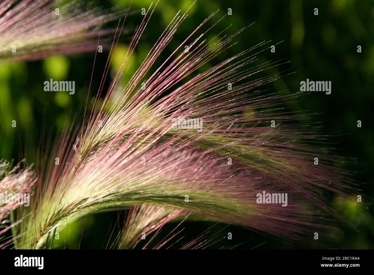 Beautiful fibres hi-res stock photography and images - Alamy
