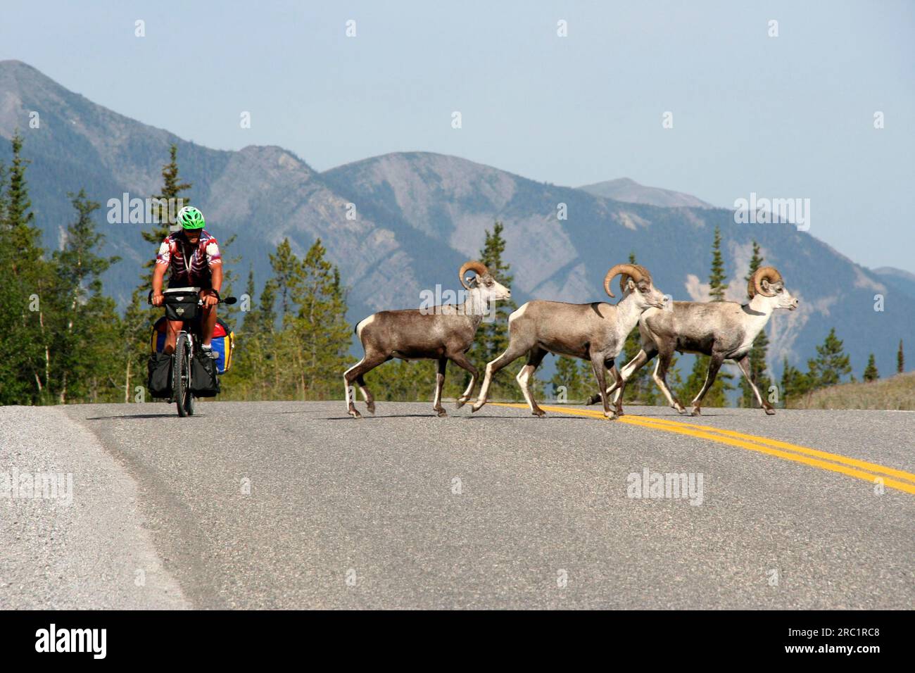 Sheep rams on the Alaska Highway at Muncho Lake, British Columbia, Canada Stock Photo