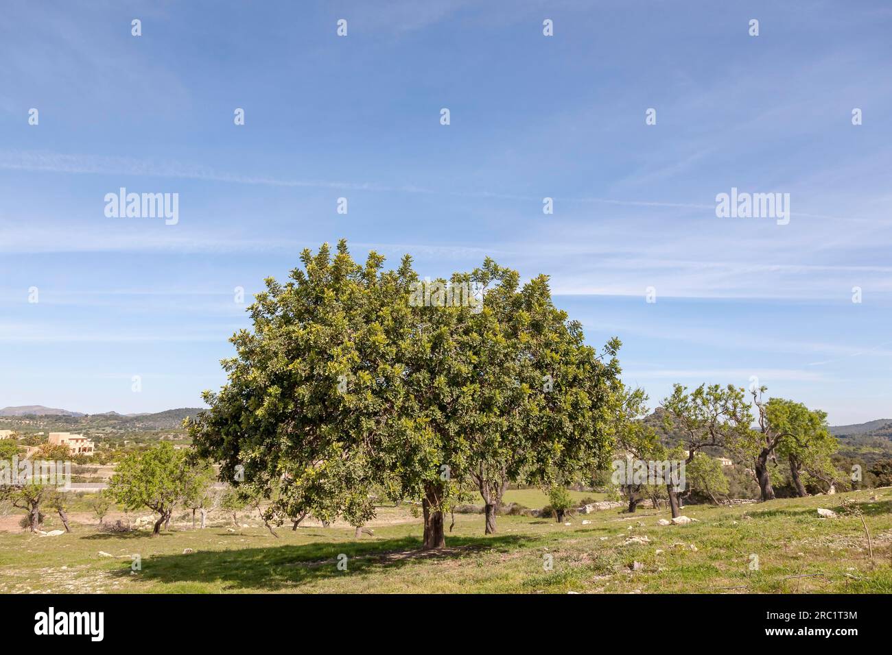 Holm oak (Quercus ilex) Stock Photo